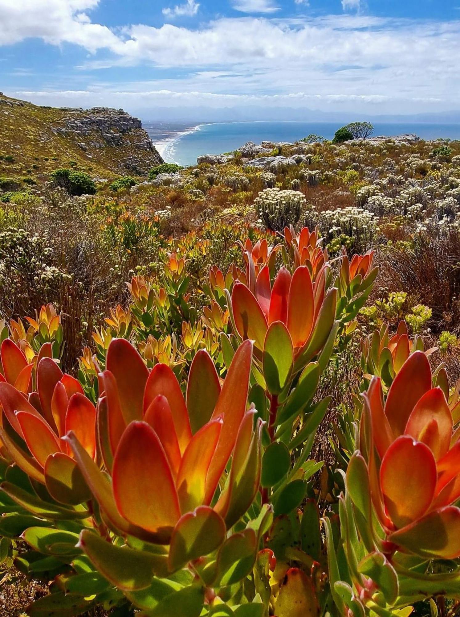 Mettahouse Villa Cape Town Bagian luar foto